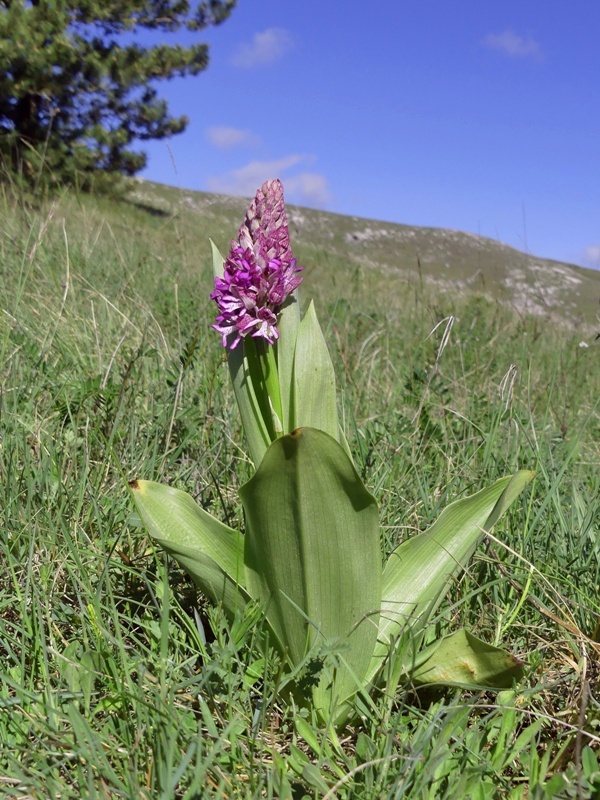 Orchis xhybrida (Orchis militaris x Orchis purpurea) altopiani abruzzesi - giugno 2018